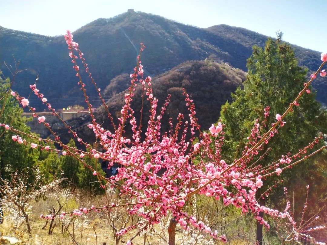 响水湖将打造"梅花香雪海"壮丽景观!