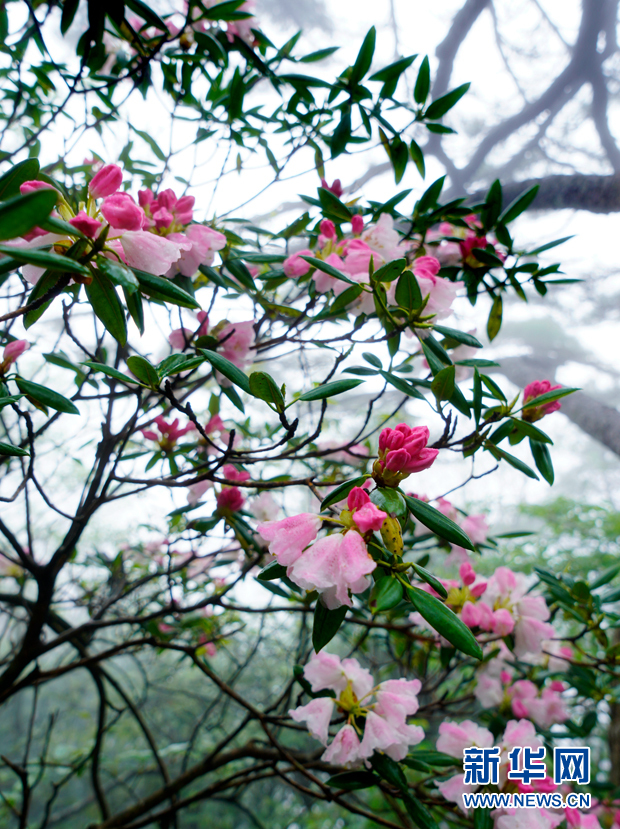 5月9日,在安徽省黄山风景区拍摄的杜鹃花.