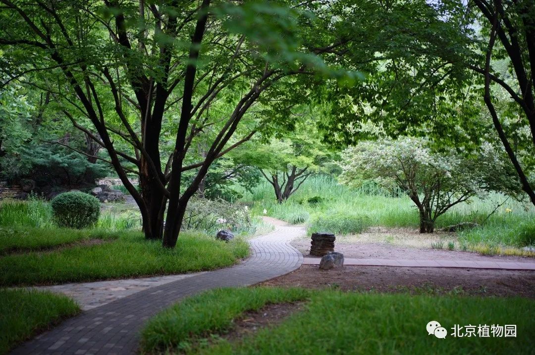 北京植物园宿根花卉赏析