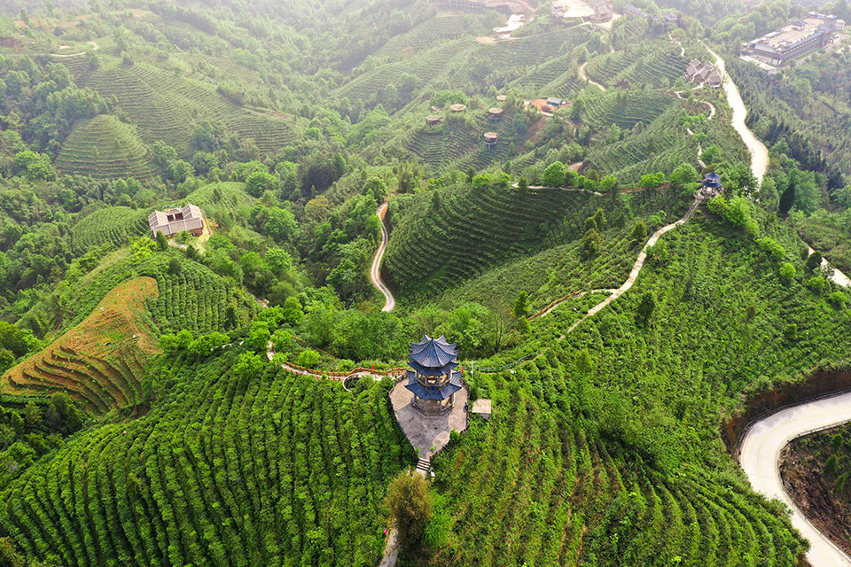 首个"国际茶日 看祖国大好茶山