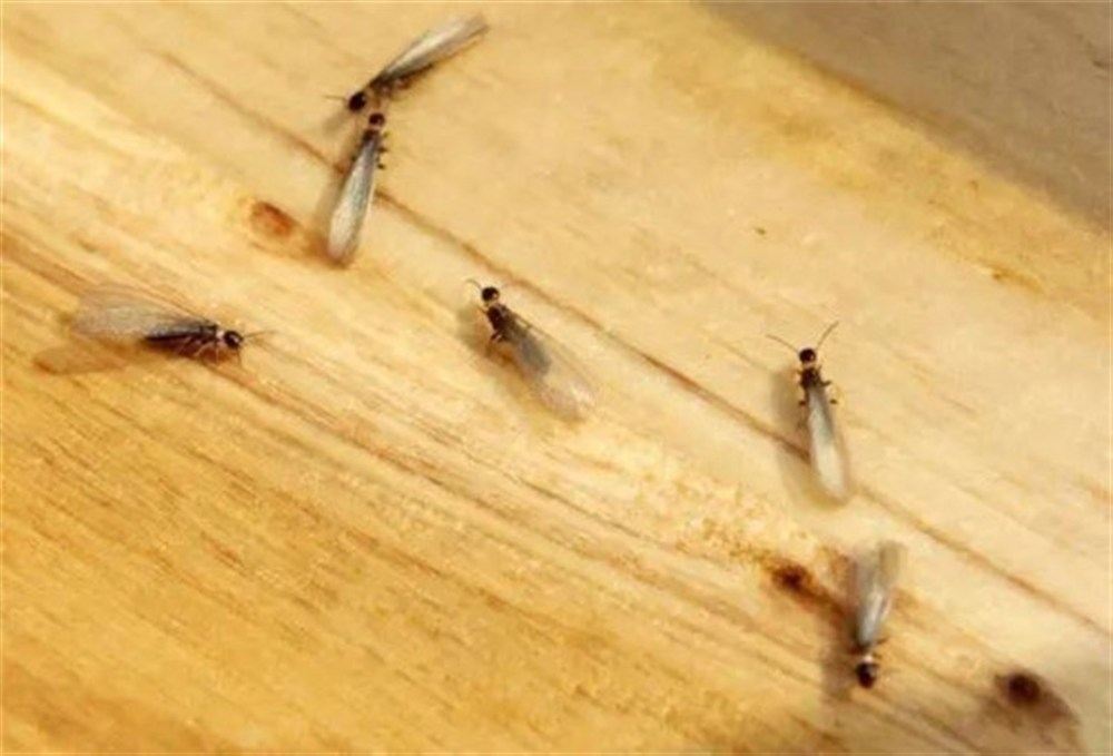 触目惊心:白蚁啃空木地板 遇到蚁害不要盲目自行消杀