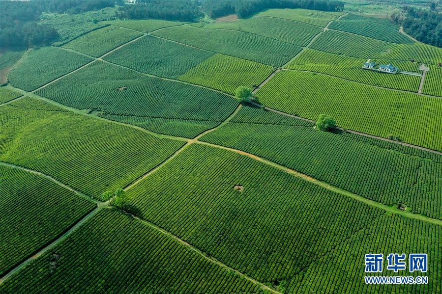 贵州省贵安新区羊艾茶园风光(4月9日摄,无人机照片.