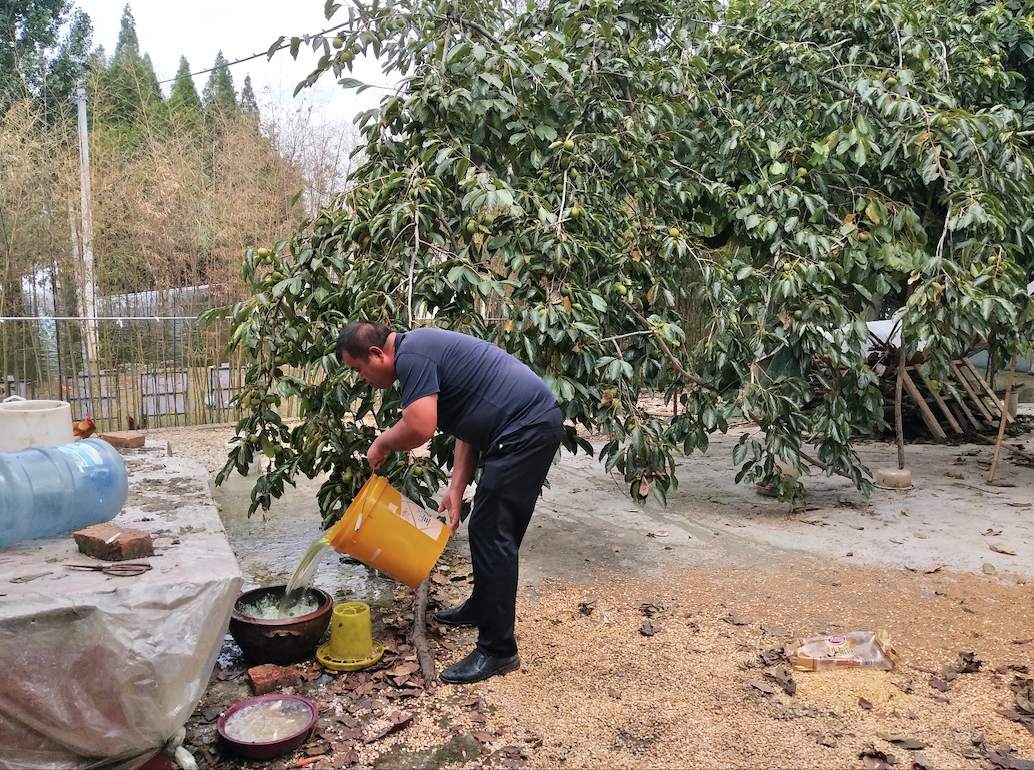 陈小翠推开村民胡成才家大门,院子里鸡和大鹅正在嗷嗷待哺.