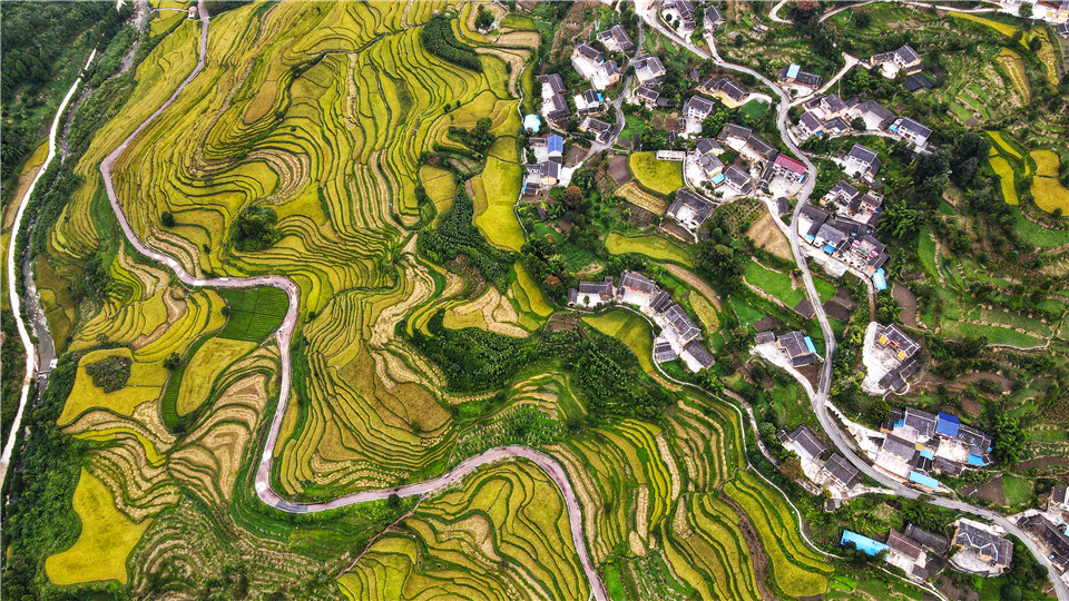 航拍贵州遵义红渡梯田 稻浪翻滚景色如画