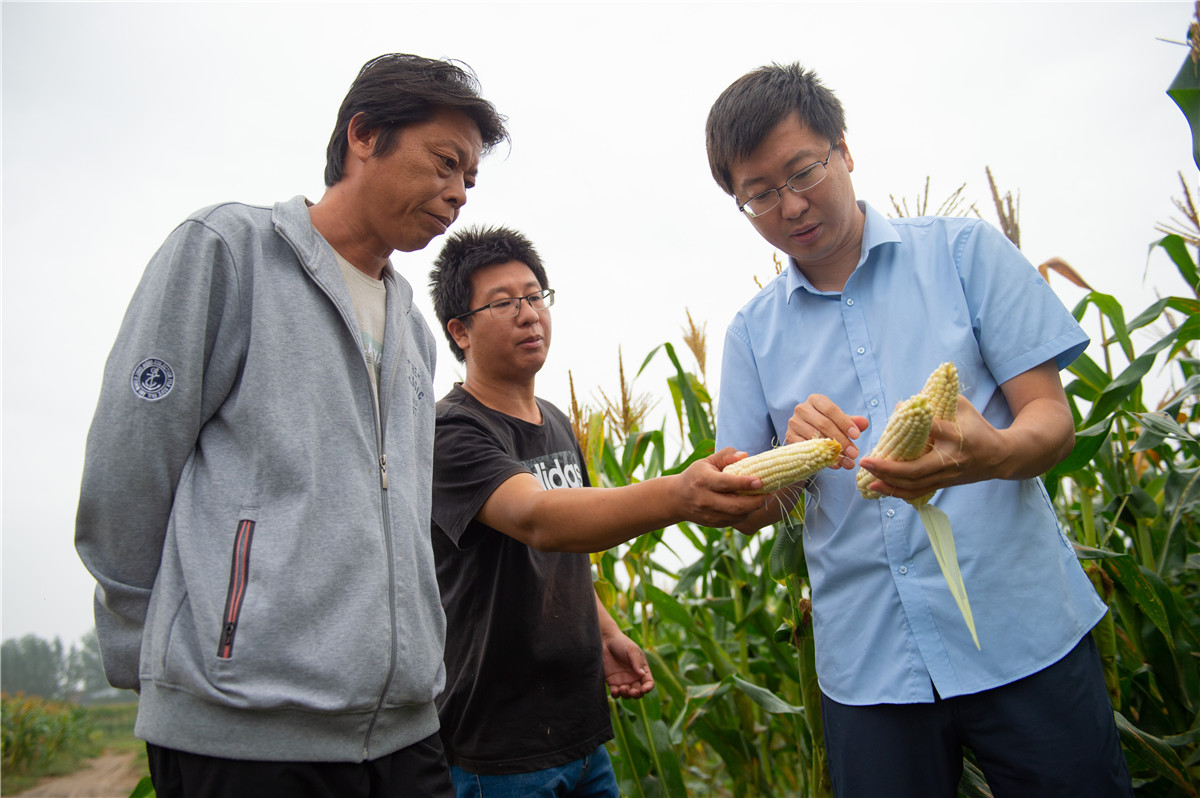 9月15日,北京市农业技术推广站高级农艺师裴志超(右一)在鲜食玉米地里