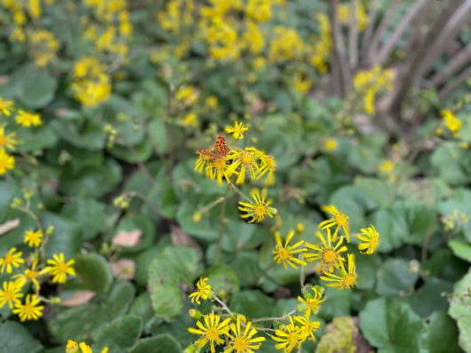 秋风起,松江这座古园里的"小草"开出了小黄花