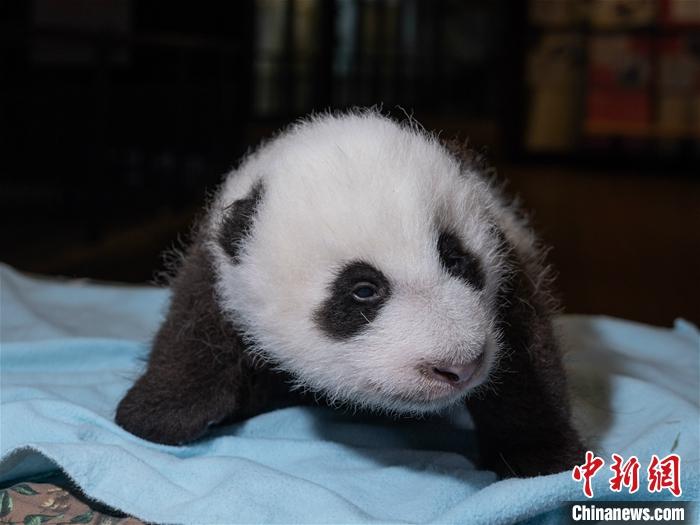 华盛顿动物园澄清:大熊猫"美香"已恢复食欲,幼崽茁壮成长