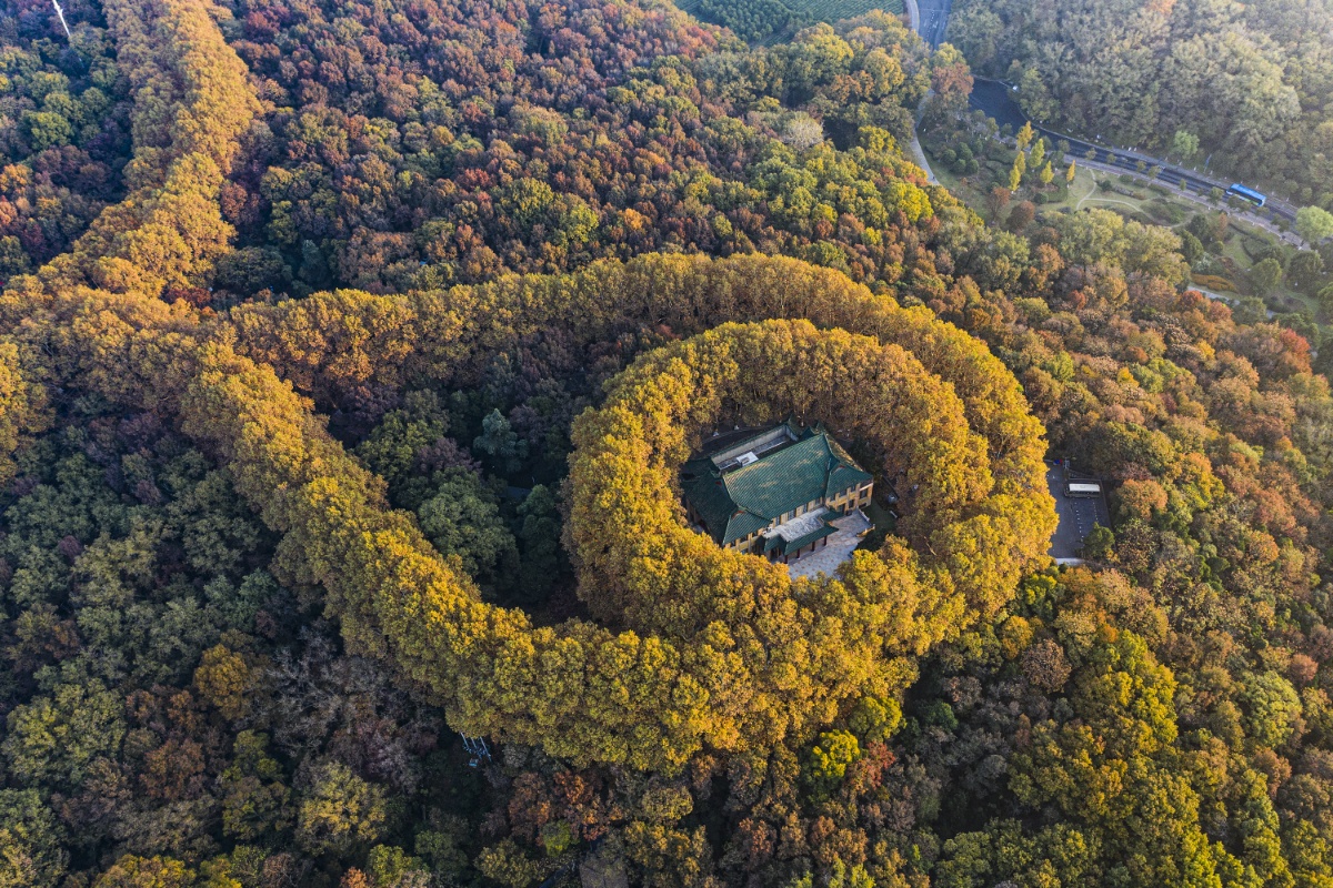 航拍晨光中的南京美龄宫秋景 梧桐树如项链般环绕