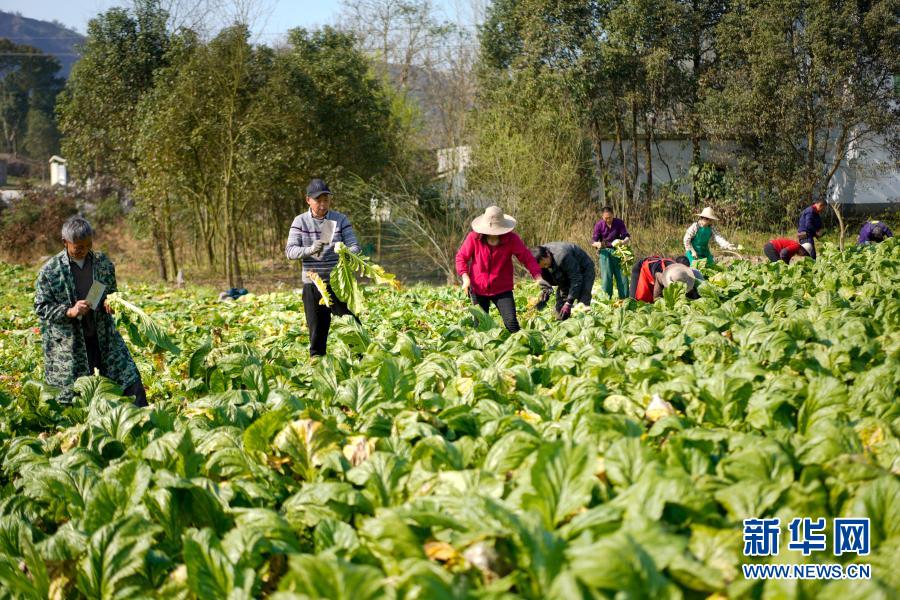 2月20日,在重庆市涪陵区江北街道,村民在田间收砍青菜头.