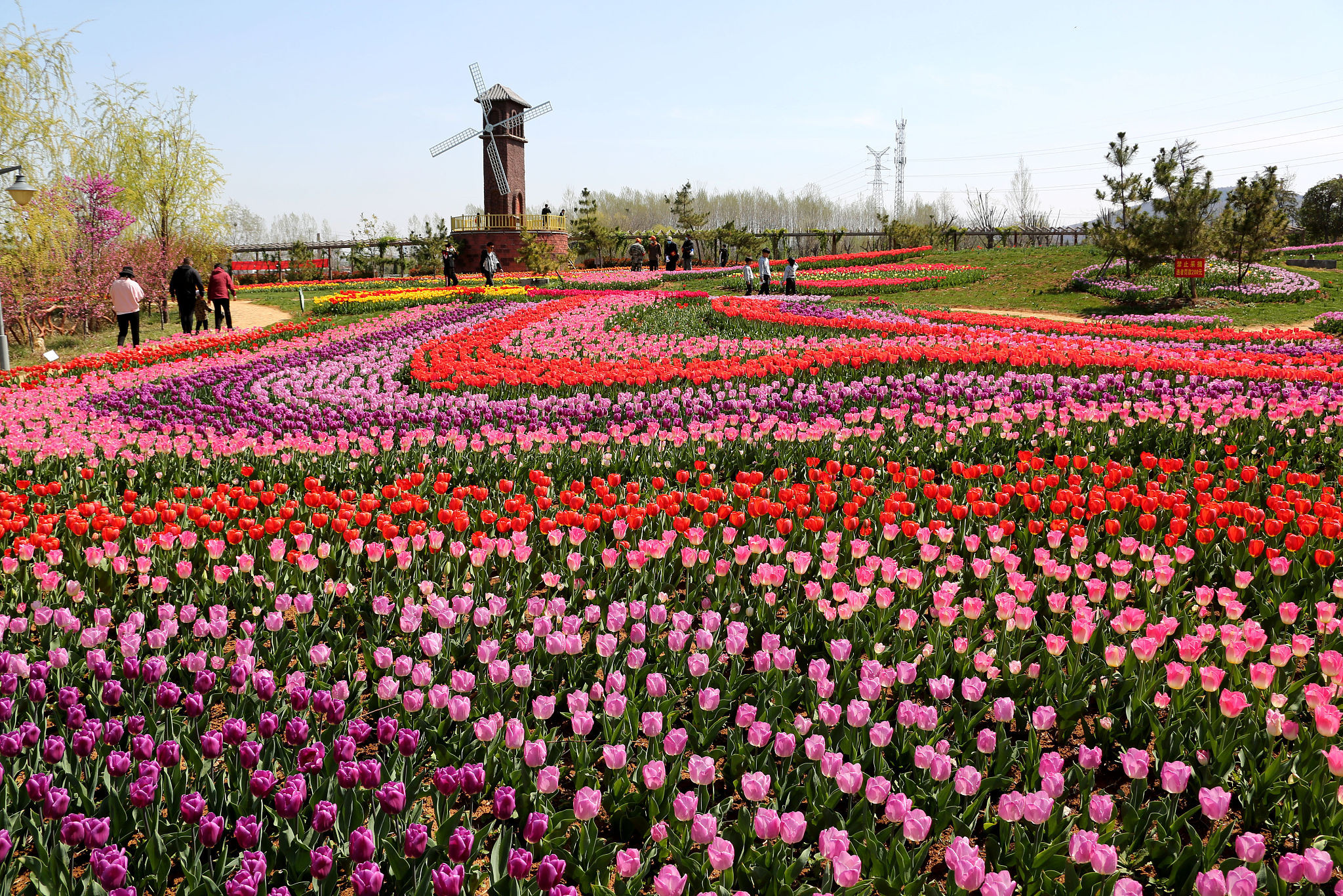 2020年3月28日,在山东省枣庄市莲花山生态园,游客在郁金香花海里赏花