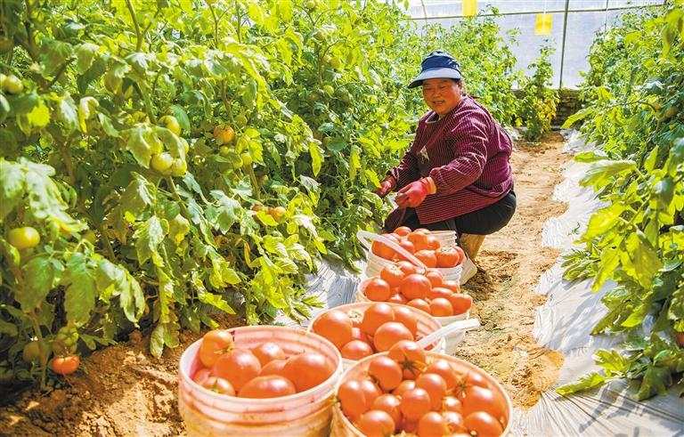 在咸阳市泾阳县云阳镇淇辉农业园,务工人员正采摘水果西红柿.