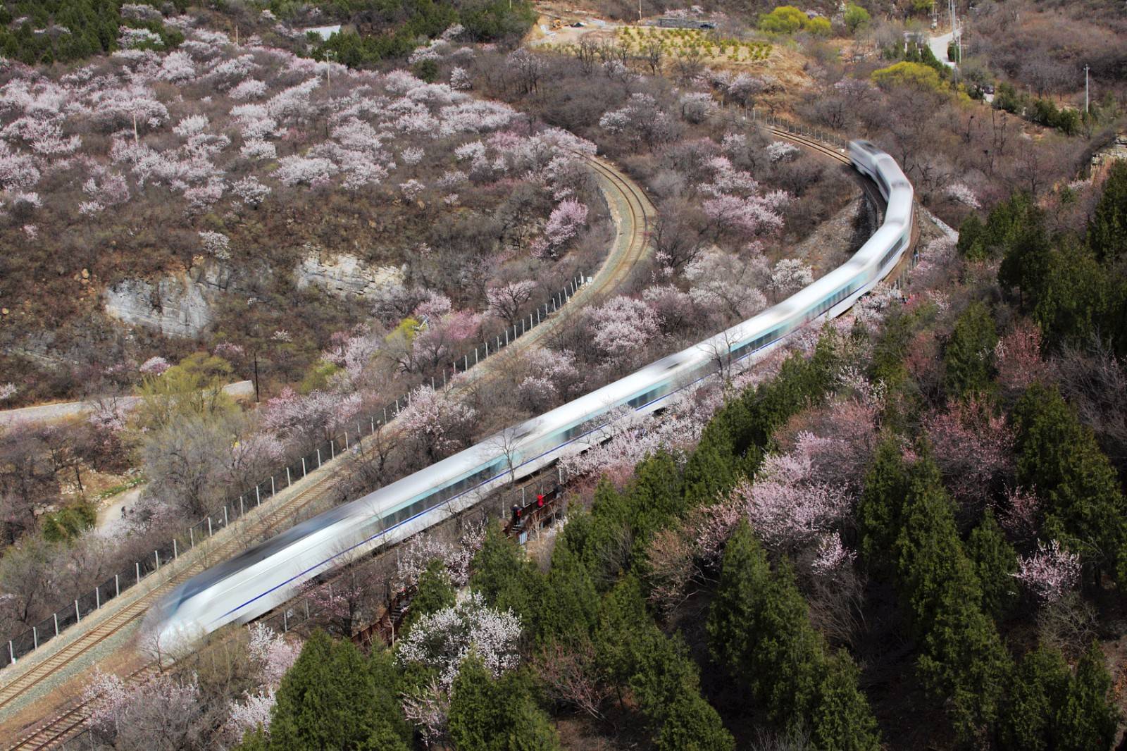 2021年3月22日,北京,火车穿行居庸关旁花海,宛如精致画卷.