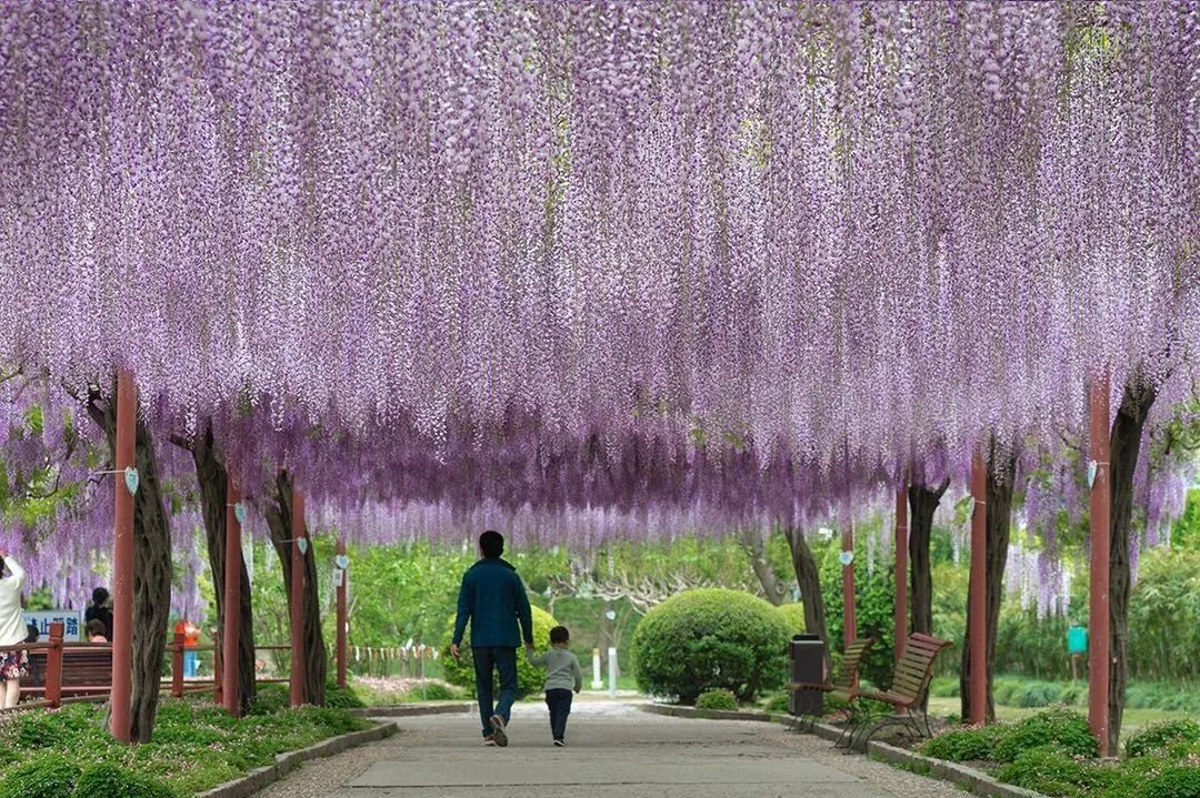 盛花期要来了!4月9日上午8:00 嘉定紫藤公园第二批预约名额开放