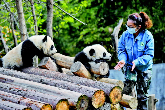 增长为如今的32只,陕西也成为世界第三大大熊猫繁育基地