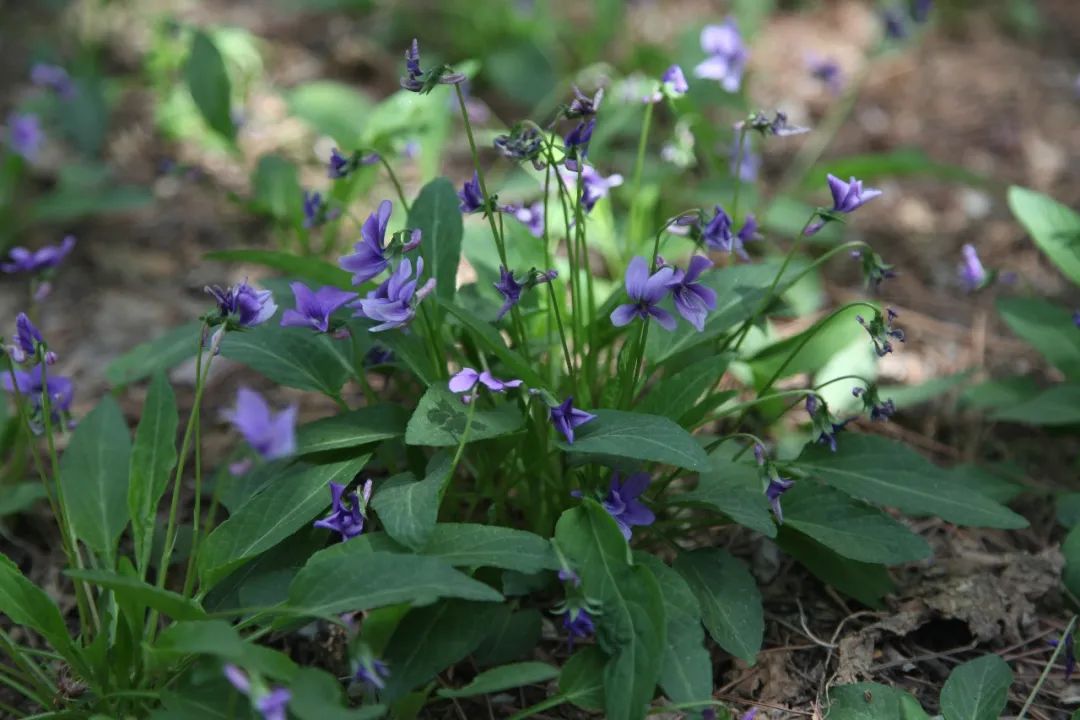 我们一起|山野识花