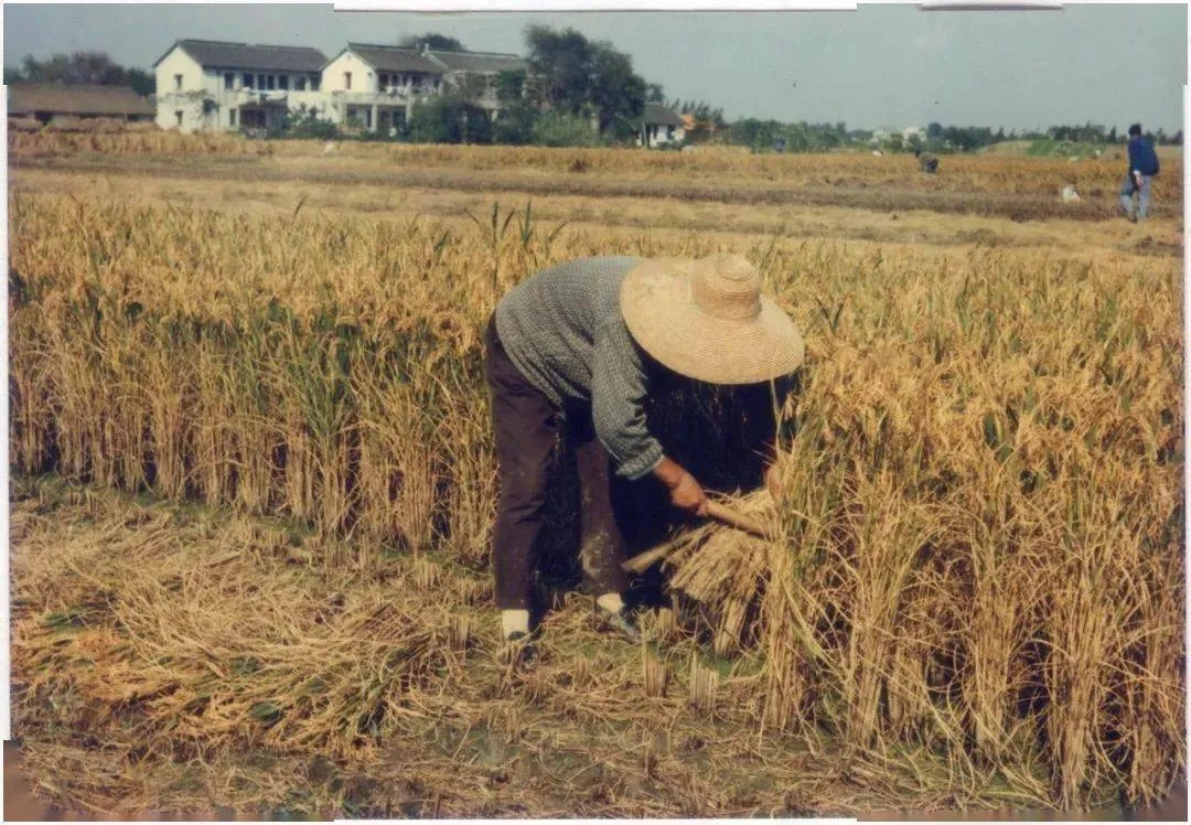 图片说明:上世纪80年代嘉定农村生活