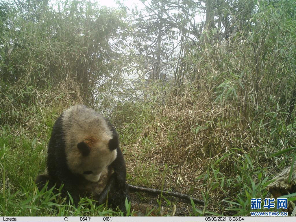 野生大熊猫现身人工水源处