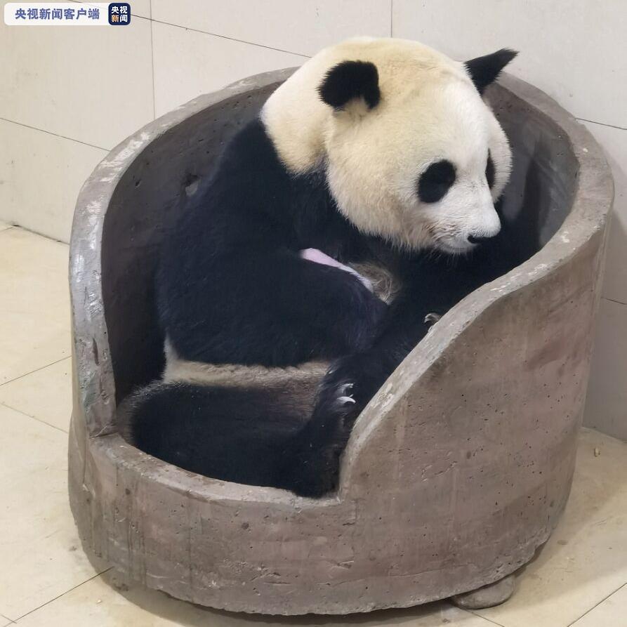 又生了!大熊猫"平平"乔伊"同日产崽 都是双胞胎!