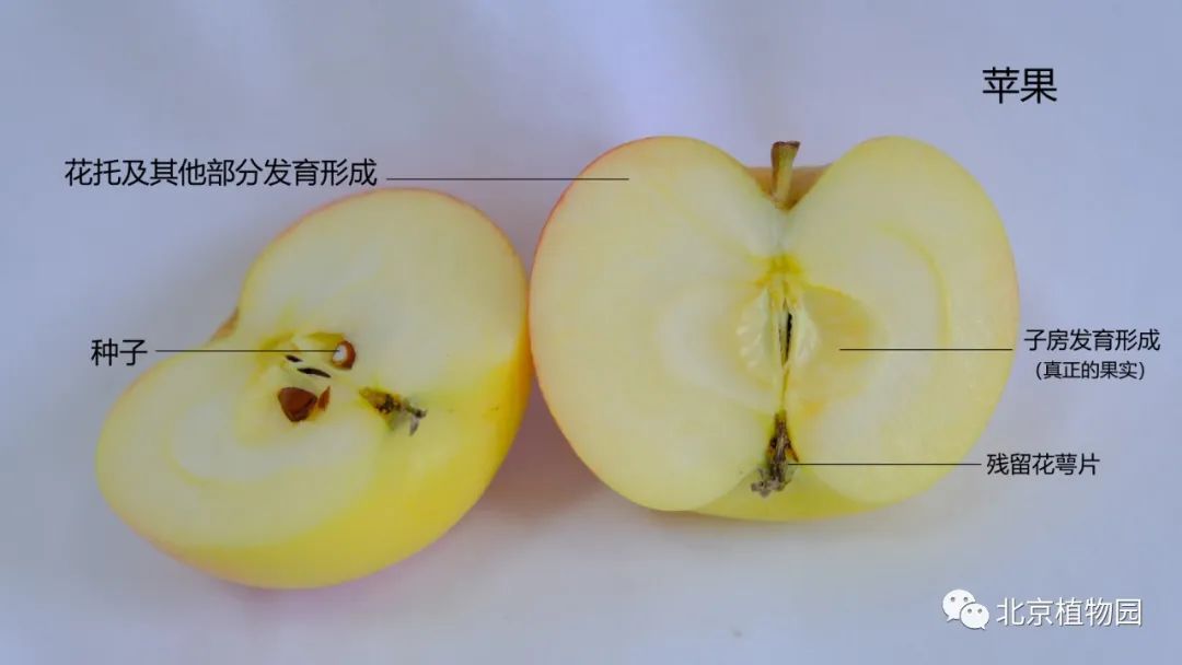 假果 苹果由雌蕊根部的子房发育而成的真正果实是被我们叫做苹果核