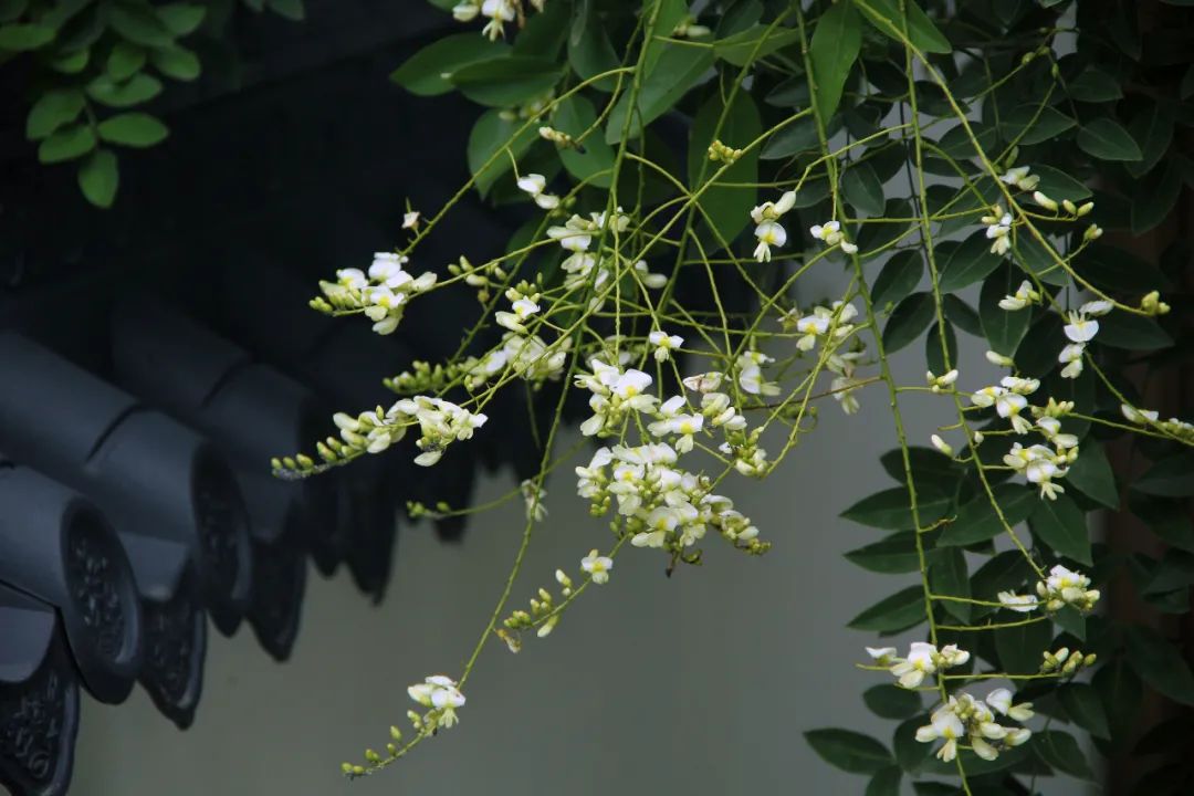 夏秋之交 上海植物园槐花飘香