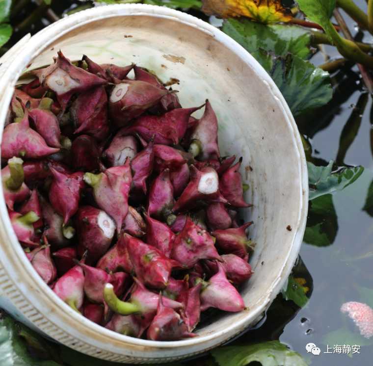 而后上市的水菱壳