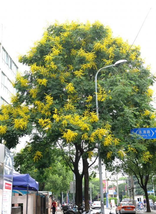 申城下起了"黄金雨?这些街头的栾树正绚烂