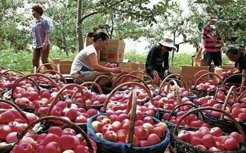 和"智慧之果"; 而在《圣经》中, 苹果则是亚当夏娃偷食的"禁果"