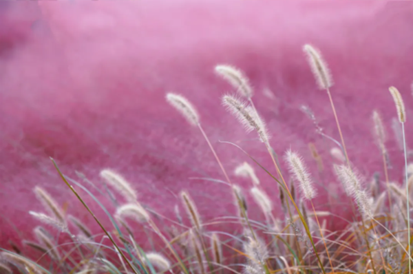 粉黛,秋樱,格桑花海……金秋十月徜徉"花花世界"