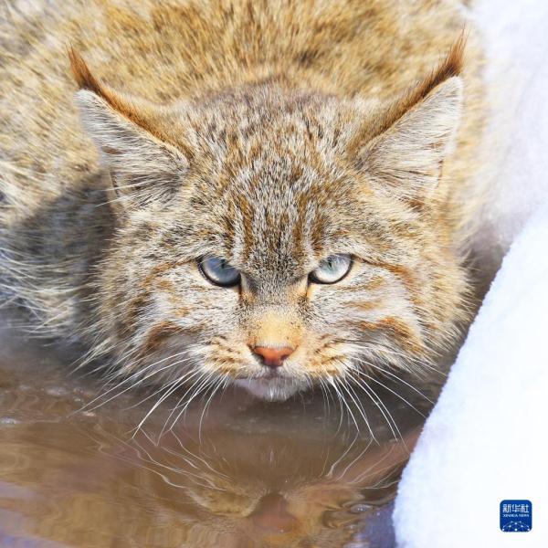 这是在祁连山国家公园青海片区内拍摄的荒漠猫(2019年9月14日摄.