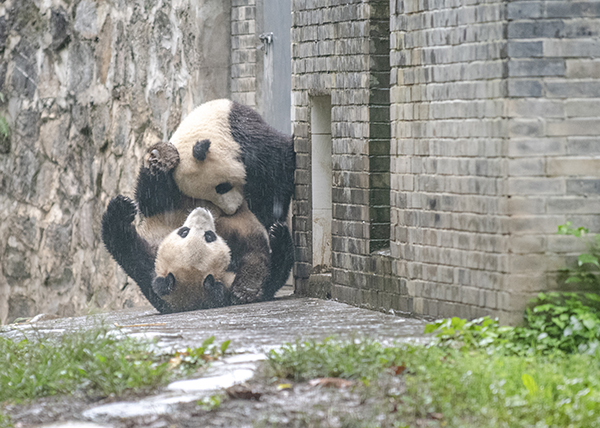 2021年10月4日,四川省都江堰市中华大熊猫苑,两只大熊猫嬉戏玩耍.