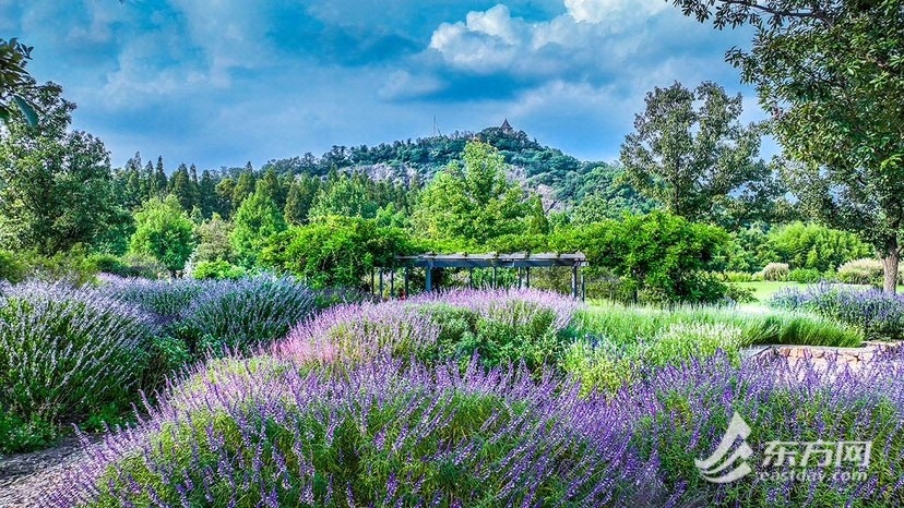 辰山植物园举办首届鼠尾草展，如梦如幻比花还美