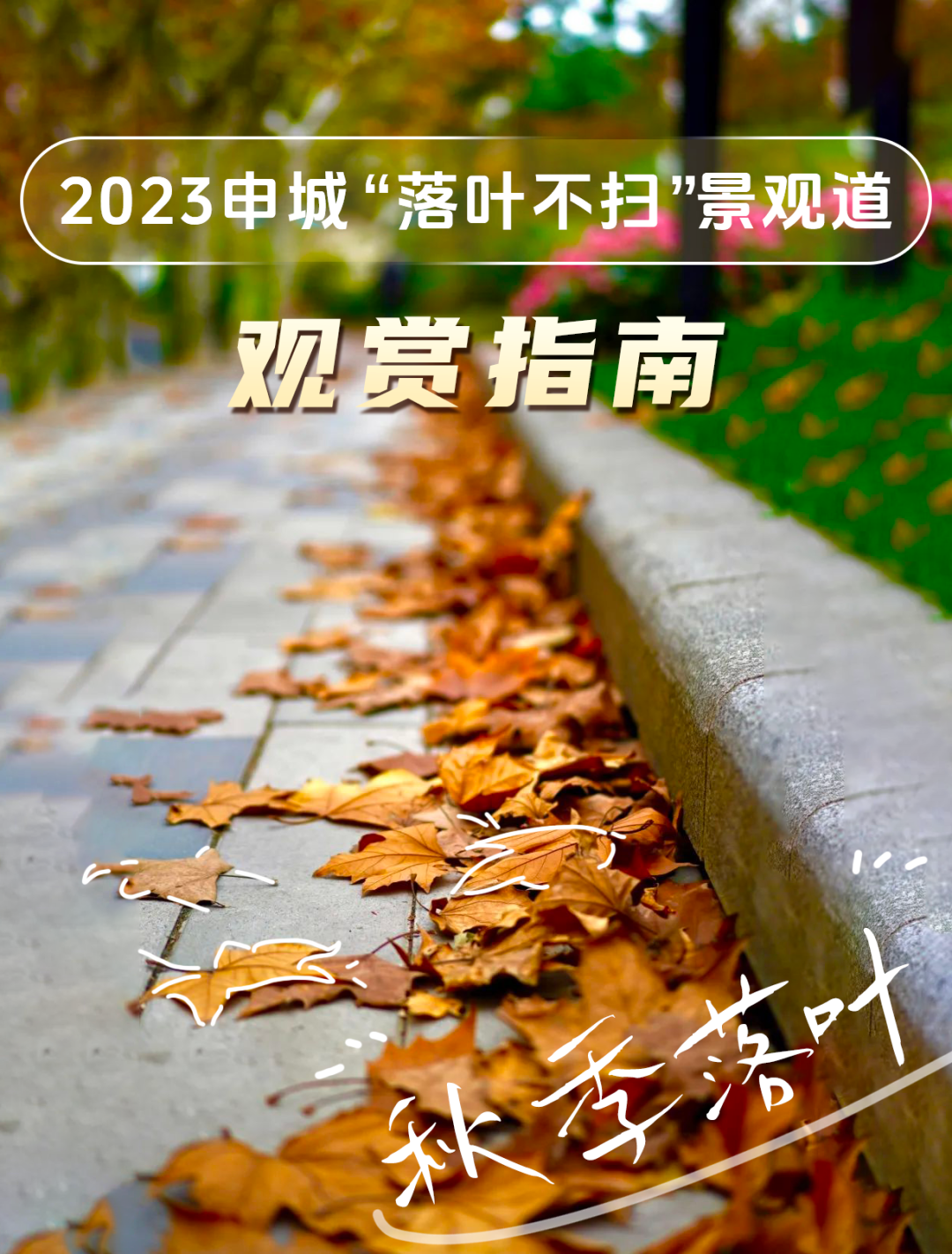 2023年“落叶不扫”开启！杨浦有这2处