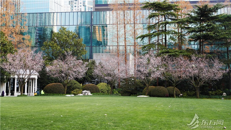 静安公园樱花开了！养护人员：“冬樱”虽迟但到，与上海偏暖少雨有关
