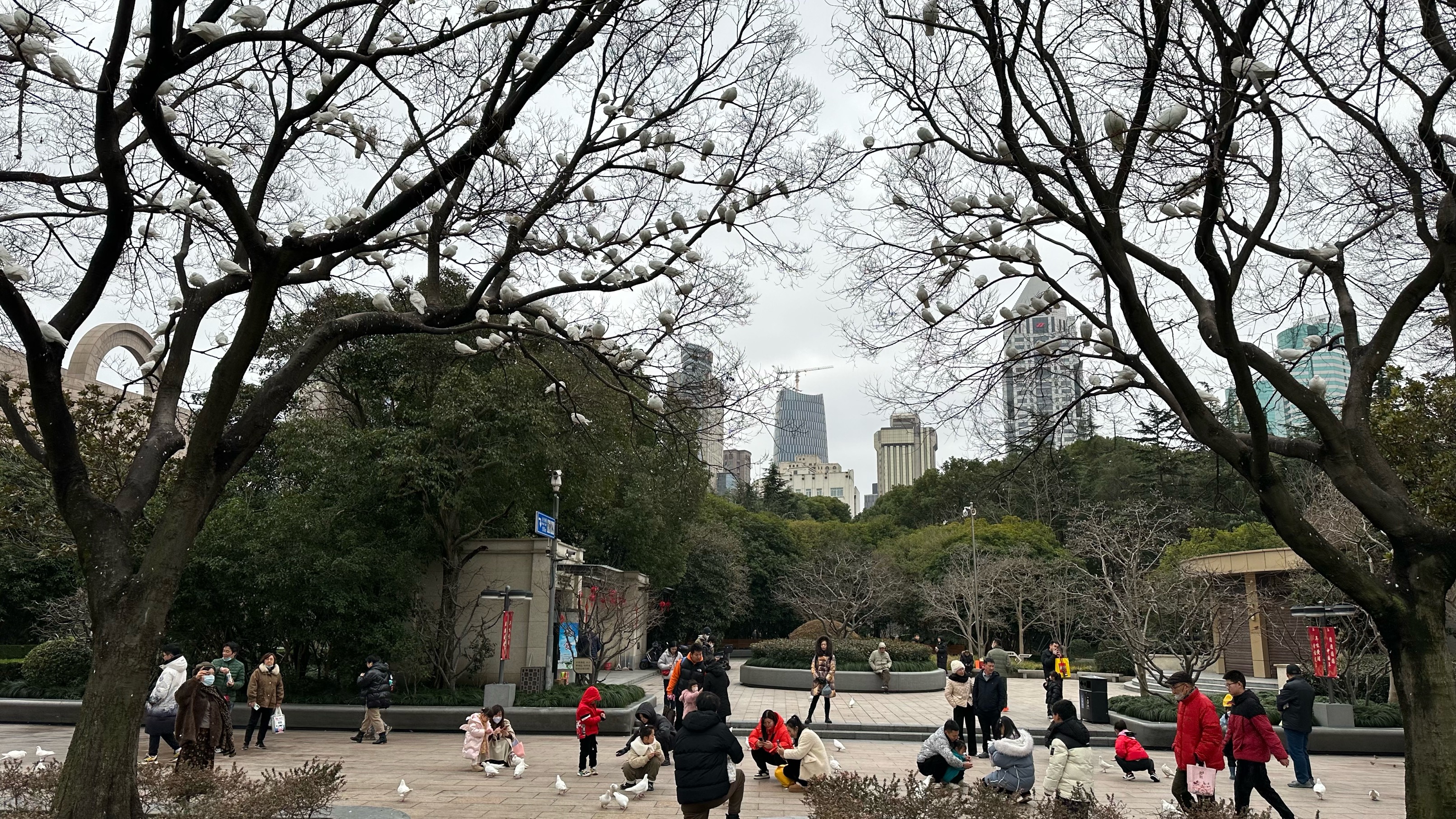 上海人民广场“喂鸽圣地”长出“鸽子树”，旁边还竖起“中国结”