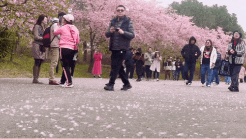 2024上海樱花节开幕后首个周末，顾村公园迎来近10万游客