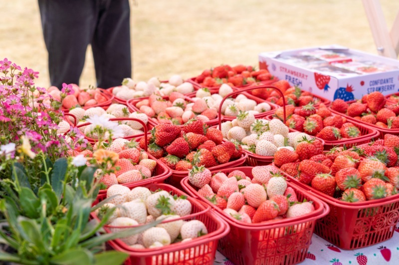 上海青浦“白鹤草莓”首次出口！2024白鹤草莓文化节精彩来袭