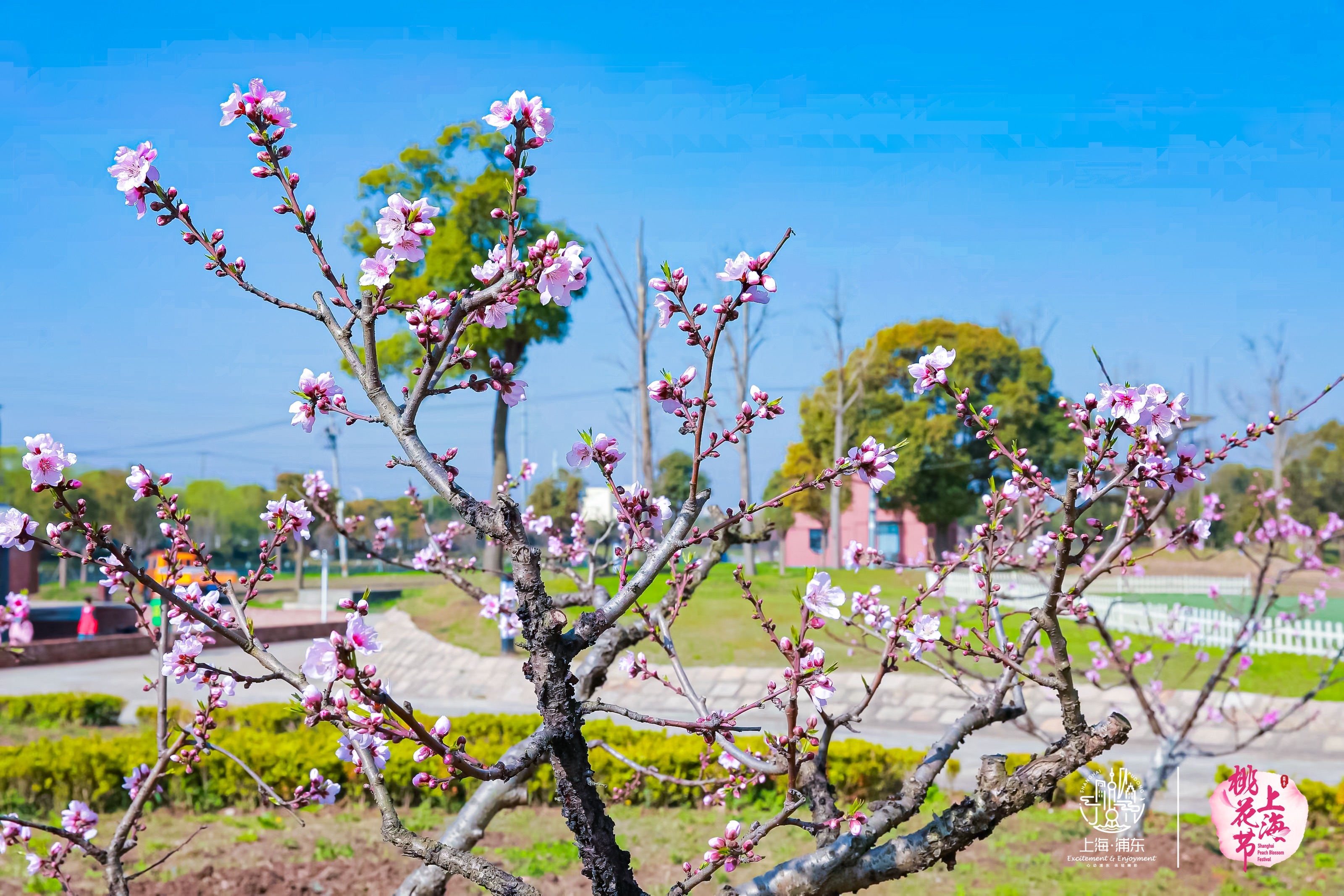 持续18天的上海桃花节开幕，今后桃树将由“开心型”更换为“省力型”