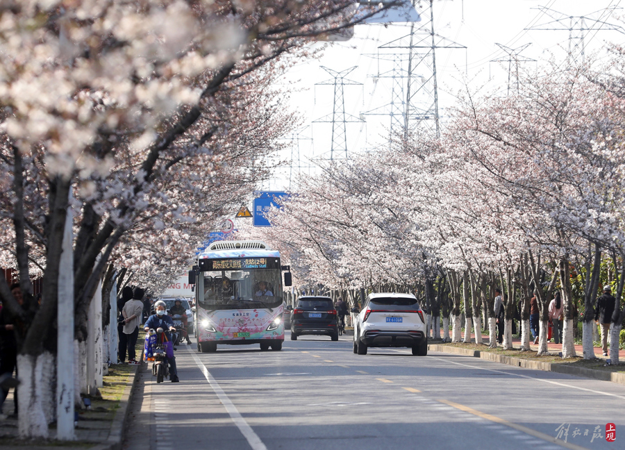 樱花渐入佳境，赏樱公交客满