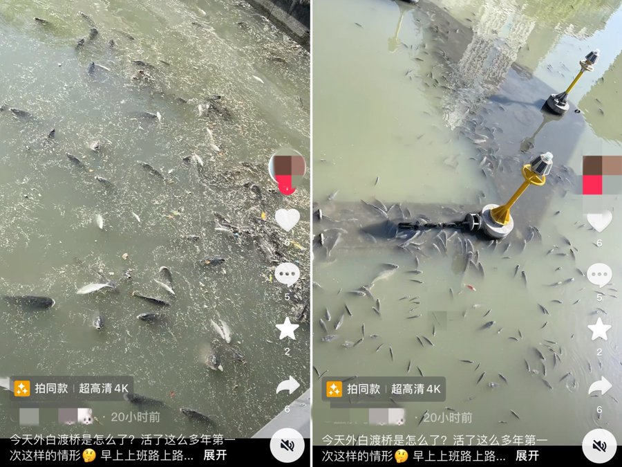 上海外白渡桥附近出现大量鱼，有的已经死了？找到了原因，还要注意这些