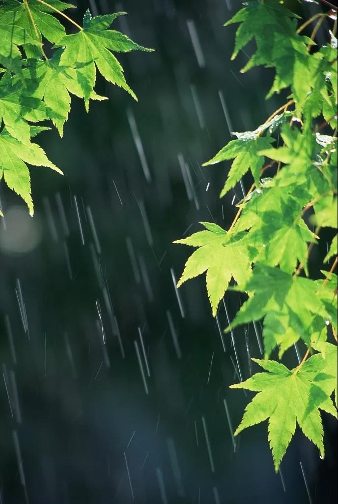 今日迎来雨水节气,谢谢那些在"疫情"风雨中的撑伞人