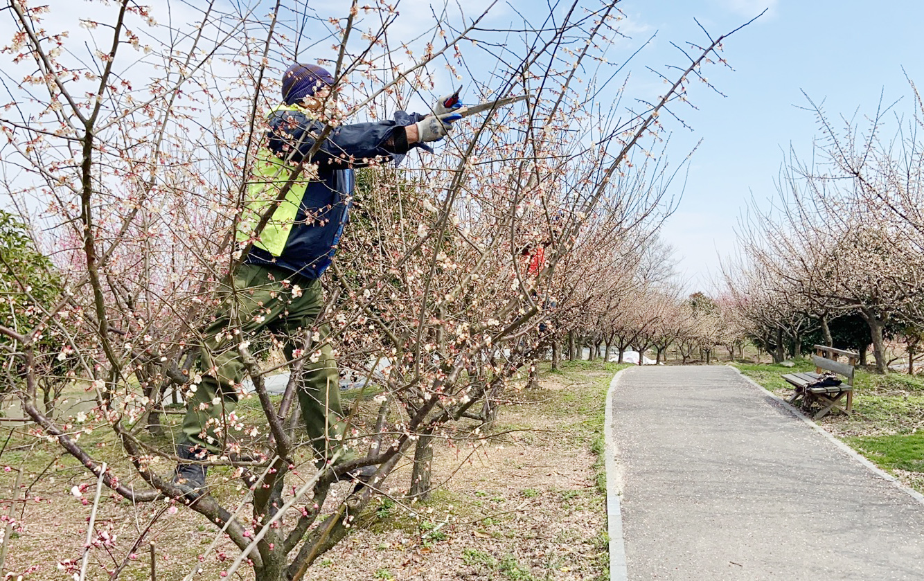 梅花开了金山花开海上生态园邀您宅家云赏梅