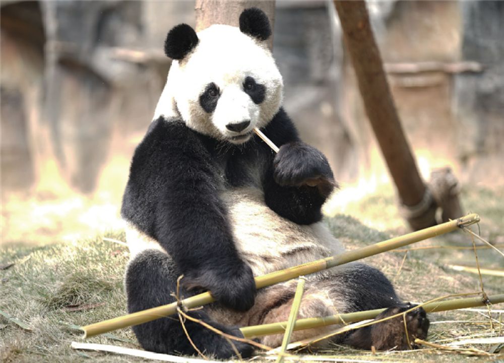 疫情下的武汉动物园