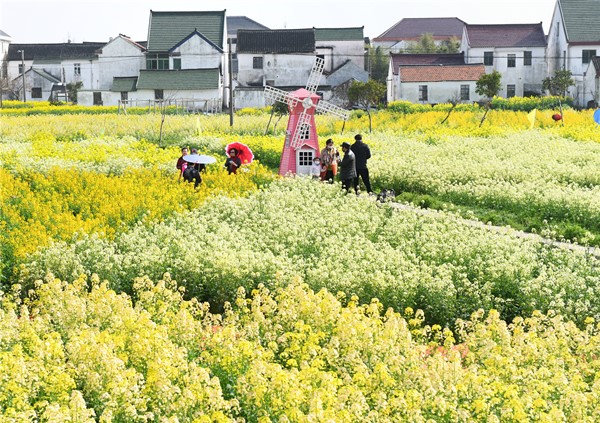 金山彩色油菜花盛放500亩 花田已到最佳观赏