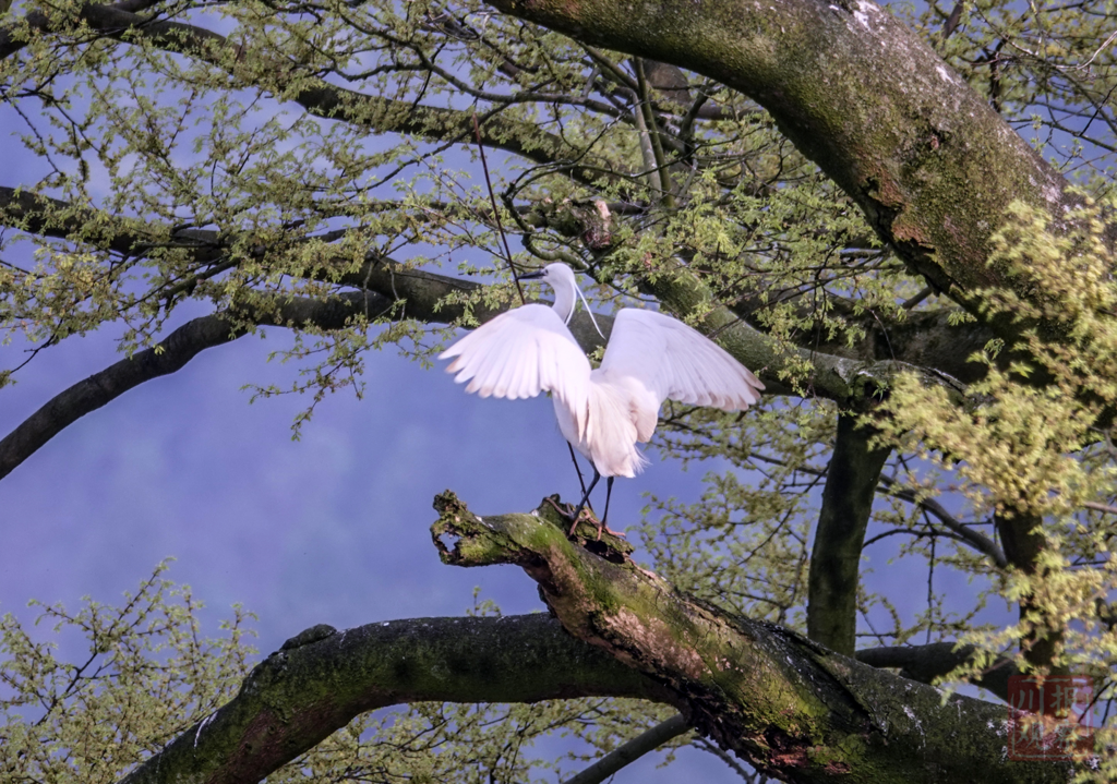 视频 百只白鹭苍鹭 在古蔺百年老树当 邻居