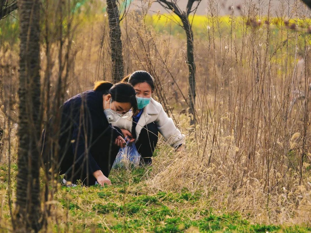 没有一株野菜 逃得过中国大妈的手