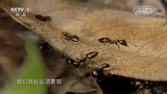 蚂蚁动图gif图片