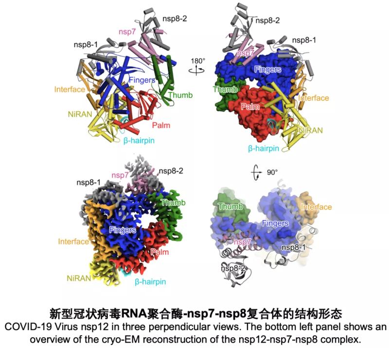 新冠病毒蛋白结构图片