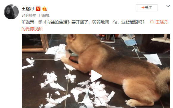 爱犬 瓢哥 疯狂拆家 王珞丹在线发问 这货能退吗