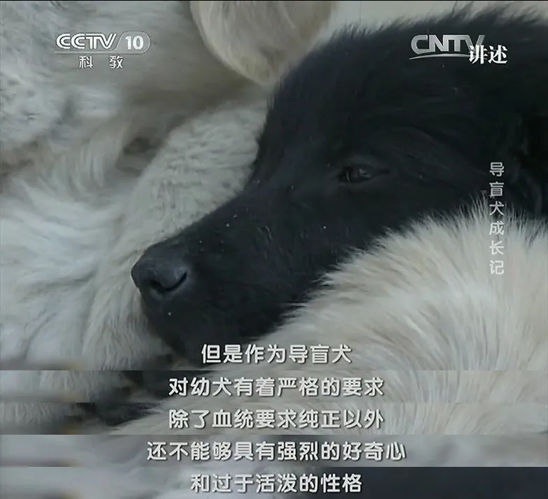 关于导盲犬 我们知道的还是太少了