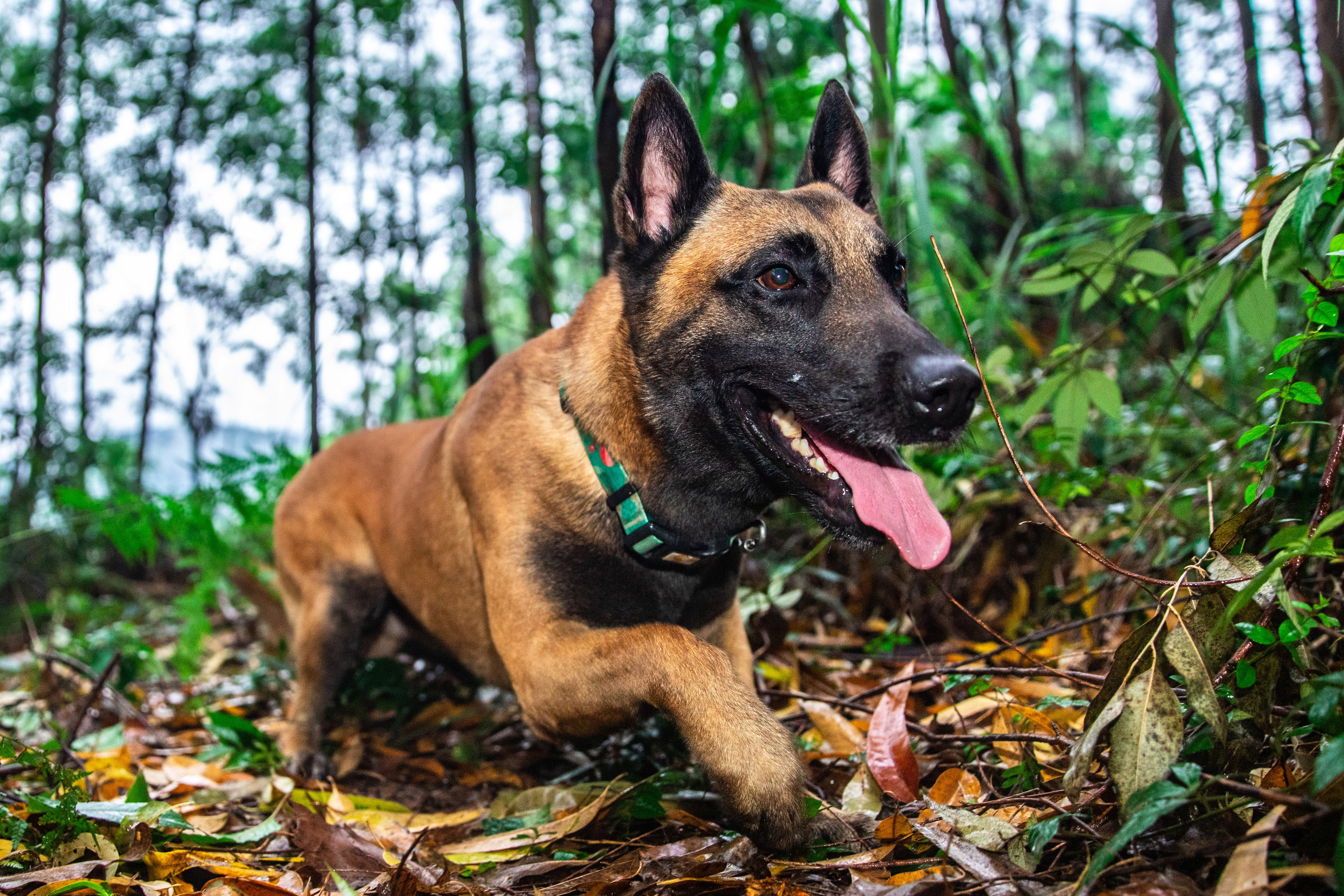 军犬高清壁纸图片